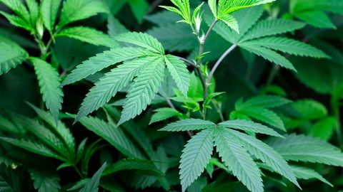 Олмазор туманида ўз машинасида гиёҳвандлик моддаси сақлаган шахс қўлга олинди