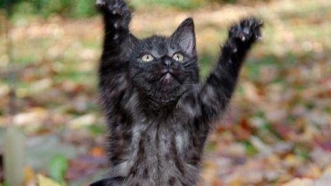 Apple ўз қурилмаларини мушукка ўхшаб қулайдиган қилади