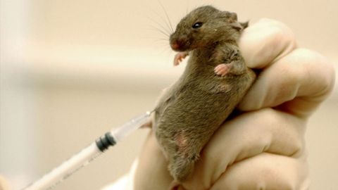 АҚШ олимлари сичқонларга инсон миясини кўчириб ўтказиб, уларнинг ақл даражасини оширди