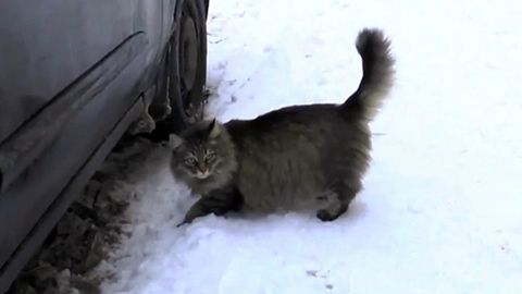 Россияда мушук 2 ойлик чақалоқнинг ҳаётини сақлаб қолди