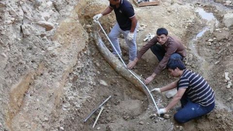 Ўзбекистон Геология музейида фил ва мамонтларнинг қадимий аждоди қолдиқлари намойиш этилади