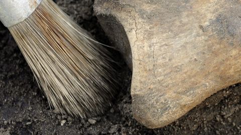 Olimlar ibtidoiy odamning yangi turini kashf qilib, uni “Penxu odami” deb atadi