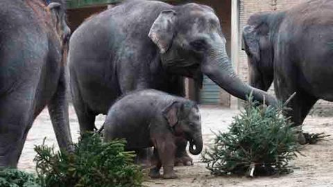 Берлин ҳайвонот боғида филлар озуқа сифатида берилган арчалар билан ўйнади (видео)