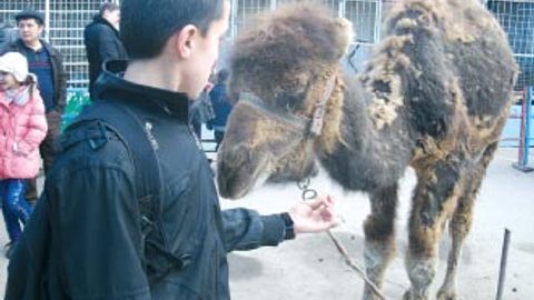 OAV Samarqandda hayvonot bog‘i ochishni taklif qildi