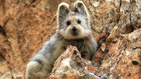 Хитойда зоологлар 22 йилда биринчи марта «сеҳрли қуён»ни кўриб қолди