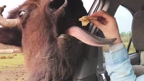 Буқанинг бўсаси интернетда шов-шувга сабаб бўлди (видео)