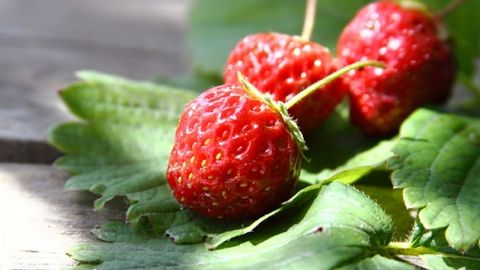 Тошкент бозорларидаги қулупнай нархлари эълон қилинди