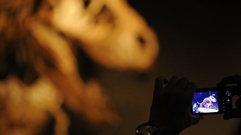 Kanadada 100 million yil oldin yashagan dinozavrlar izlari qolgan so‘qmoq topildi