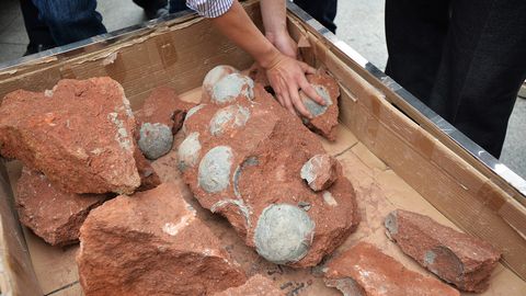 Xitoyda 90 mln yillik dinozavr tuxumlari topildi