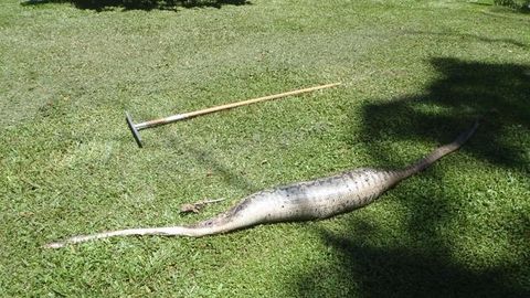 Avstraliyada ilon tomog‘iga mushuk tiqilib qolib, vafot etdi