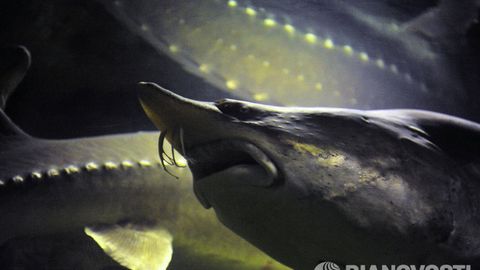 Xitoylik baliqchilar Amur daryosida 350 kilogrammlik kaluga balig‘ini tutdi