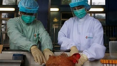 AQSHning Ayova shtatida parranda grippi sabab favqulodda holat e’lon qilindi