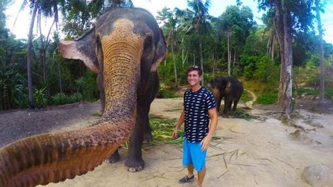 Таиландда фил сайёҳнинг камерасини тортиб олди ва селфига тушди