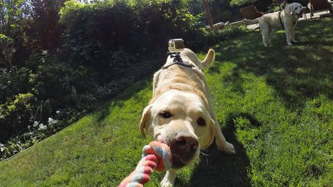 Итлар Nikon камераси ёрдамида ҳаяжонли лаҳзаларини суратга олишни ўрганди