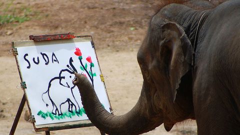 Таиландда фил ўз расмини чизишни ўрганди (видео)