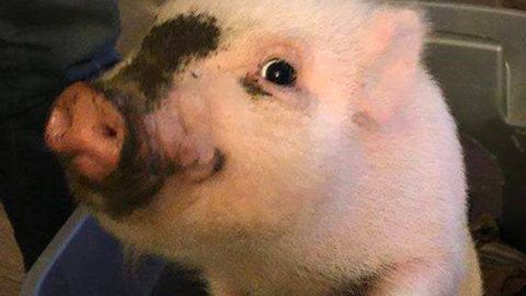 Cho‘chqa Amerikadagi shahar merligi uchun kurash olib boradi