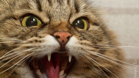 Katta kokrakli qiz erotika