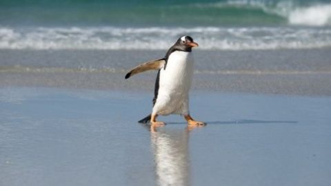 Tbilisi hayvonot bog‘idan qochib, Ozarbayjongacha suzib borgan pingvin uyiga qaytarildi