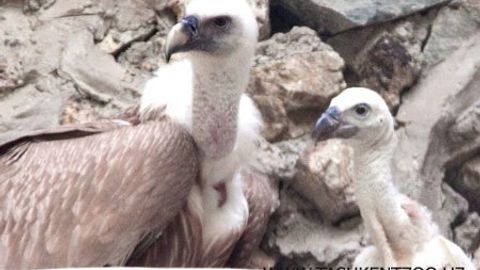 Toshkent hayvonot bog‘idagi qumoylar ikki polaponli bo‘ldi