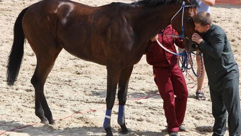 Chexiyada Qodirovning otlari sanksiyaga uchradi
