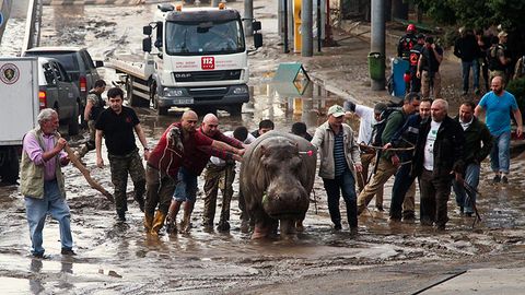 Kun fotosi: Tbilisi fuqarolari begemotni qutqarmoqda