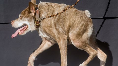 Kvazi Modo laqabli kuchuk AQShda eng xunuk it deb topildi