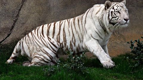 Тбилиси ҳайвонот боғидан қочган оқ йўлбарс бир одамни ғажиб ташлагач отиб ўлдирилди