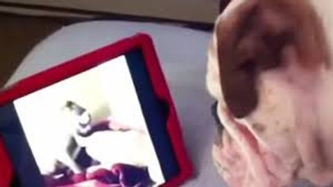 Бульдог iPad’да видео кўришни ўрганиб олди (видео)