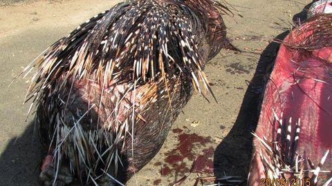 JARda ilon o‘zi yutgan jayraning qurboniga aylandi