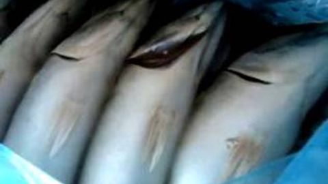 Rossiya Ispaniya va Norvegiyadan kelayotgan 18 tonna muzlatilgan baliqni O‘zbekistonga o‘tkazmadi