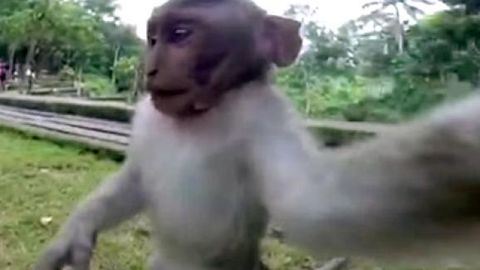 Indoneziyada makaka sayyoh qizning kamerasini tortib olib, o‘zini suratga tushirdi