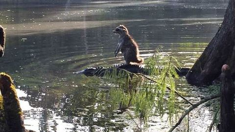 AQShda yenot timsohni “egarlab oldi”