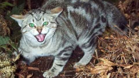 Avstraliyada mushuklar uchun komendantlik soati joriy etiladi