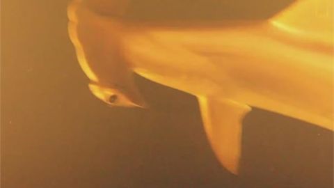 Harakatdagi vulqon og‘zidan tirik akulalar topildi (video)