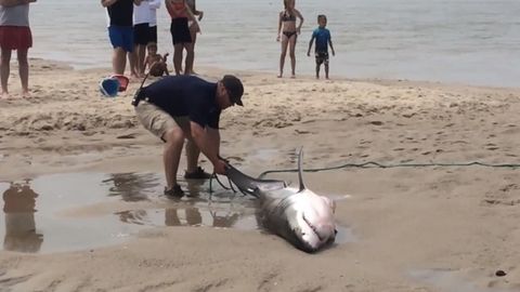 AQShdagi plyajda dam olayotganlar akulani o‘limdan qutqarib qoldi (video)