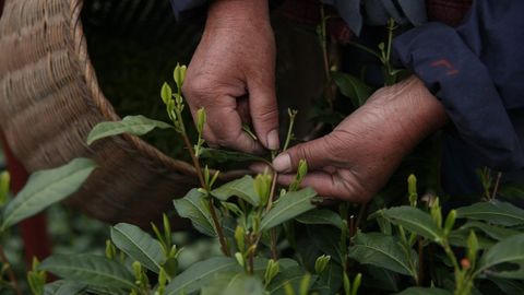 Xitoyda choy 6 ming yil avval yetishtirila boshlagani ma’lum bo‘ldi
