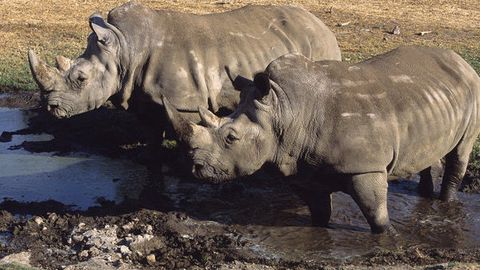 Shimol oq karkidonining eng so‘nggi besh vakilidan biri Chexiyadagi hayvonot bog‘ida vafot etdi