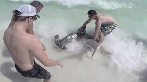 Floridadagi plyajda dam oluvchilar ulkan bolta-akulani qutqarib qoldi