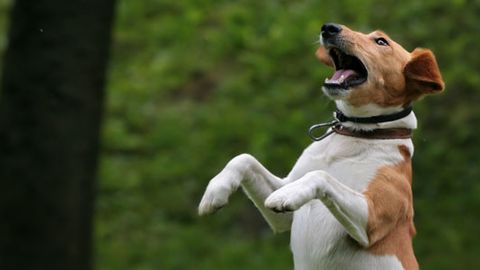 Italiyadagi shaharchada itlarga tushdan keyin hurish taqiqlandi