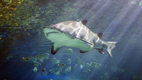 Сёрфинг бўйича жаҳон чемпиони акула ҳужумини оёқлари билан қайтарди