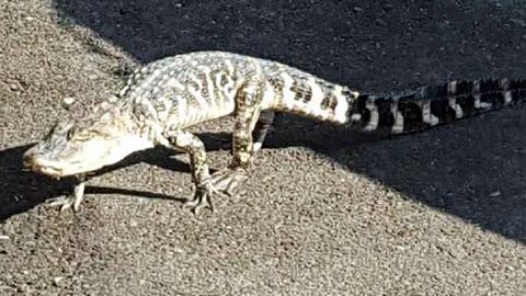 Nyu-York markazida tutilgan alligator kutilmaganda o‘lib qoldi