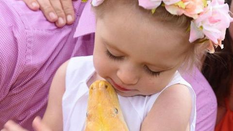 Yirik bo‘g‘ma ilondan o‘pich olayotgan britaniyalik ikki yoshli qizcha barchani lol qoldirdi 