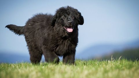 Rossiyada kelin-kuyov to‘y mehmonlaridan gul o‘rniga uysiz jonivorlar uchun ozuqa hadya etishni so‘radi