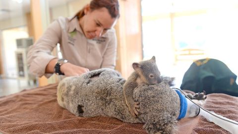 Koalaning bolasi operatsiya vaqtida onasini quchoqlab turdi