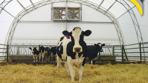 Italiyalik fermerlar molxona va cho‘chqaxonalarga dush va konditsionerlar o‘rnatmoqda