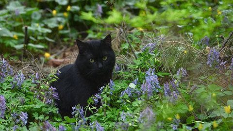 Avstraliyada noyob hayvonlarni himoya qilish uchun 2 mln yovvoyi mushuk qirib tashlanadi