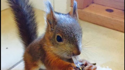 Finlyandiyada yaralangan olmaxonning o‘zi veterinar huzuriga keldi