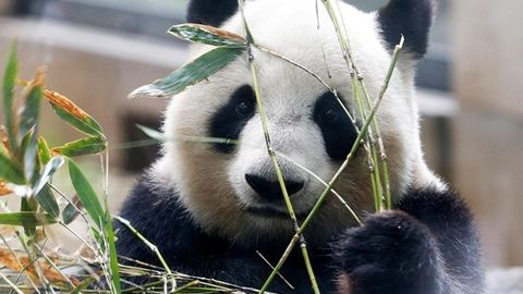 Katta panda odamga qaraganda ikki marta kam kaloriya iste’mol qilishi aniqlandi