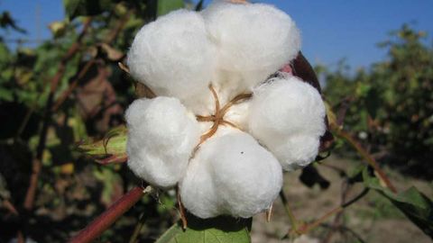 2015-yilgi paxta terimi mavsumida xalqaro kuzatuvchilar bolalar mehnati monitoringini olib boradi