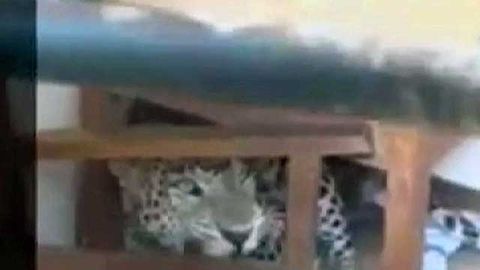 Hindistonda qoplon tufayli maktab o‘quvchilari evakuatsiya qilindi